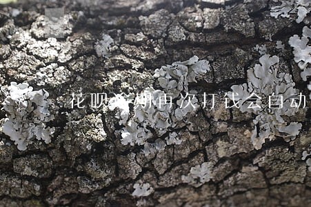 花呗逾期再次打钱会自动扣款吗 花呗逾期再次打钱会自动扣款吗