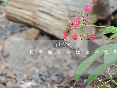 花呗逾期再还会不会影响征信 花呗逾期再还会不会影响征信