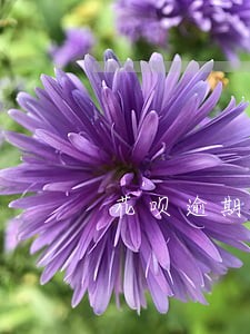 花呗逾期冻结一个月 花呗逾期冻结一个月