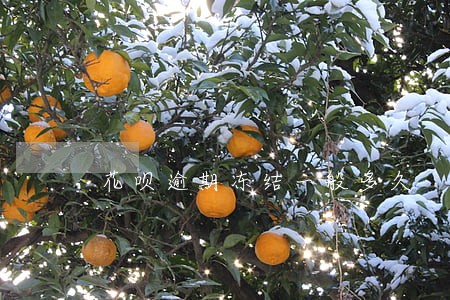 花呗逾期冻结一般多久 花呗逾期冻结一般多久
