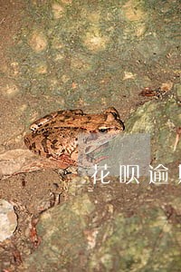 花呗逾期冻结一般多久能解冻 花呗逾期冻结一般多久能解冻