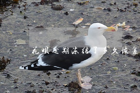 花呗逾期冻结了多久恢复使用