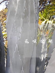 花呗逾期冻结了如何解开 花呗逾期冻结了如何解开