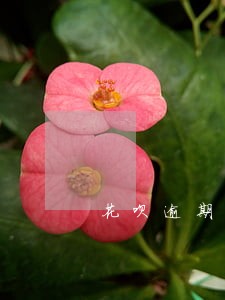 花呗逾期冻结了怎么开通 花呗逾期冻结了怎么开通