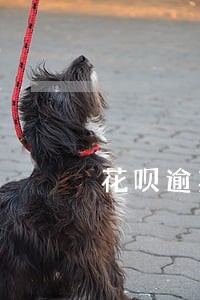 花呗逾期冻结了怎么还 花呗逾期冻结了怎么还