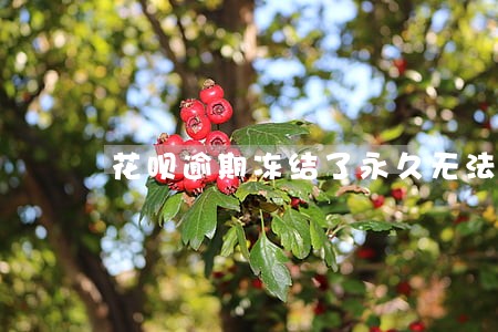 花呗逾期冻结了永久无法使用 花呗逾期冻结了永久无法使用