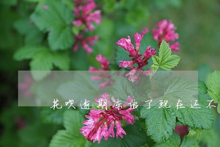 花呗逾期冻结了现在还不了怎么办 花呗逾期冻结了现在还不了怎么办
