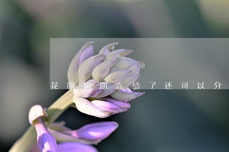 花呗逾期冻结了还可以分期吗 花呗逾期冻结了还可以分期吗