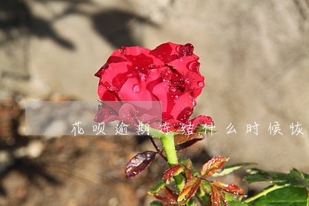 花呗逾期冻结什么时候恢复 花呗逾期冻结什么时候恢复
