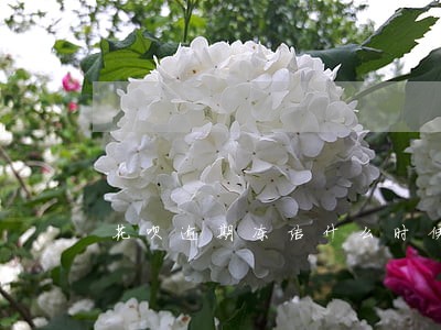 花呗逾期冻结什么时候能恢复 花呗逾期冻结什么时候能恢复