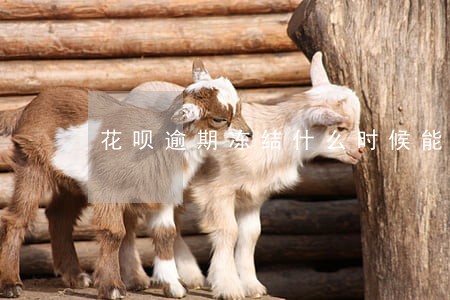 花呗逾期冻结什么时候能解冻 花呗逾期冻结什么时候能解冻