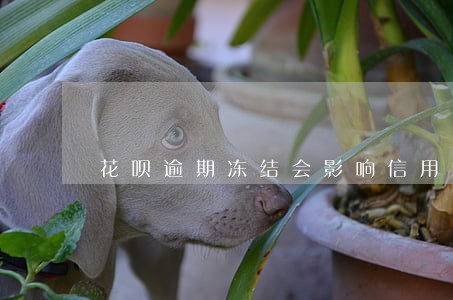 花呗逾期冻结会影响信用吗 花呗逾期冻结会影响信用吗