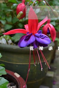 花呗逾期冻结后多久能使用 花呗逾期冻结后多久能使用