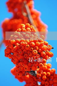 花呗逾期冻结后多久重新开通 花呗逾期冻结后多久重新开通