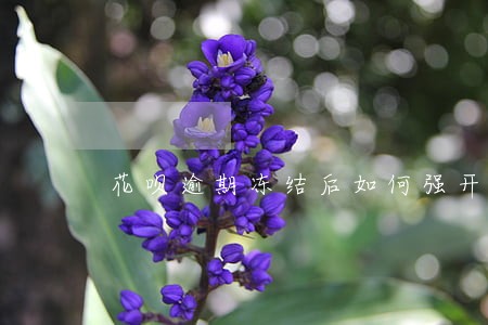 花呗逾期冻结后如何强开 花呗逾期冻结后如何强开