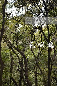 花呗逾期冻结图片 花呗逾期冻结图片