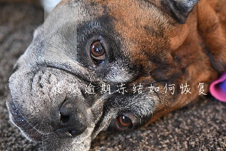 花呗逾期冻结如何恢复 花呗逾期冻结如何恢复