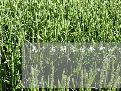 花呗逾期冻结影响征信么 花呗逾期冻结影响征信么