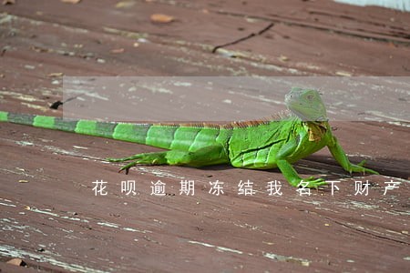 花呗逾期冻结我名下财产 花呗逾期冻结我名下财产