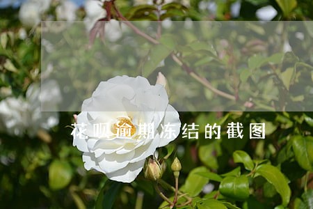 花呗逾期冻结的截图 花呗逾期冻结的截图