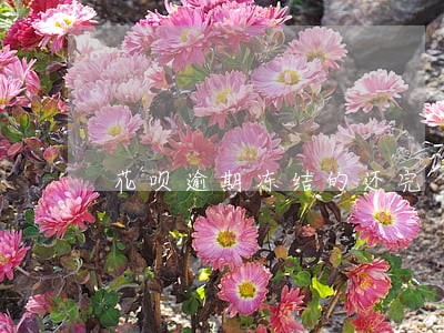 花呗逾期冻结的还完 花呗逾期冻结的还完