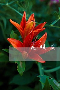 花呗逾期冻结财产是真的吗 花呗逾期冻结财产是真的吗