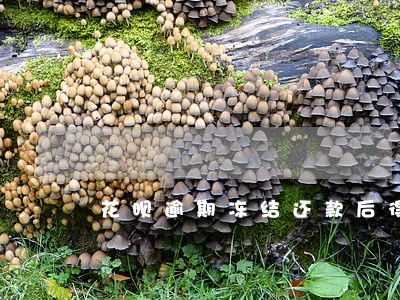 花呗逾期冻结还款后得多久恢复 花呗逾期冻结还款后得多久恢复