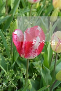 花呗逾期冻结还款后还是不能用 花呗逾期冻结还款后还是不能用
