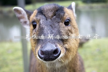 花呗逾期冻结页面提示 花呗逾期冻结页面提示