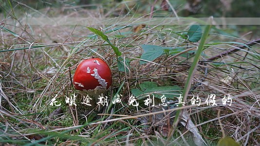 花呗逾期减免利息真的假的 花呗逾期减免利息真的假的