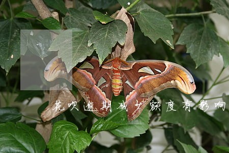 花呗逾期减少额度有影响吗 花呗逾期减少额度有影响吗
