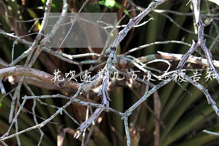 花呗逾期几万没还被告知 花呗逾期几万没还被告知