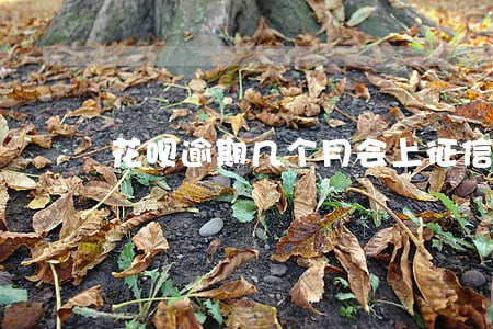 花呗逾期几个月会上征信 花呗逾期几个月会上征信