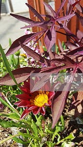 花呗逾期几个月可以恢复使用 花呗逾期几个月可以恢复使用