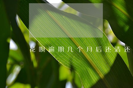 花呗逾期几个月后还清还能用吗 花呗逾期几个月后还清还能用吗
