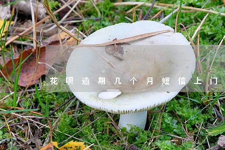花呗逾期几个月短信上门 花呗逾期几个月短信上门