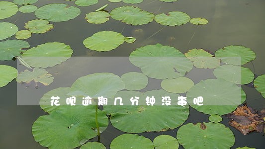 花呗逾期几分钟没事吧 花呗逾期几分钟没事吧