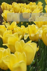 花呗逾期几十天 花呗逾期几十天