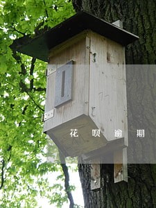 花呗逾期几千元影响买房子吗 花呗逾期几千元影响买房子吗