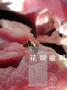 花呗逾期几天为什么就打电话 花呗逾期几天为什么就打电话