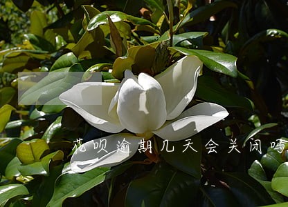 花呗逾期几天会关闭吗 花呗逾期几天会关闭吗