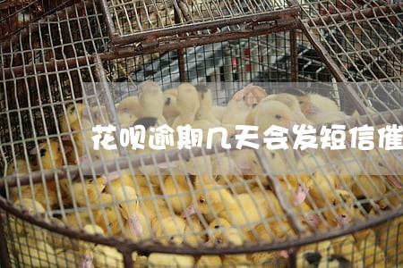 花呗逾期几天会发短信催款 花呗逾期几天会发短信催款