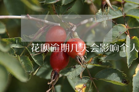 花呗逾期几天会影响个人征信 花呗逾期几天会影响个人征信