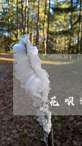 花呗逾期几天会扣信誉分 花呗逾期几天会扣信誉分