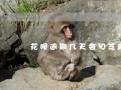 花呗逾期几天会扣芝麻信 花呗逾期几天会扣芝麻信
