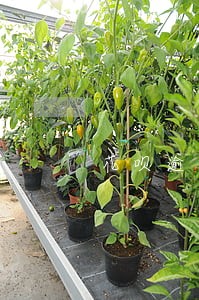 花呗逾期几天会收到律师函 花呗逾期几天会收到律师函