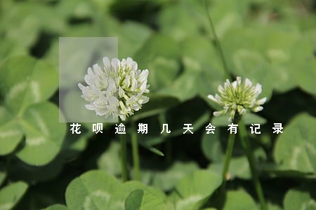 花呗逾期几天会有记录 花呗逾期几天会有记录