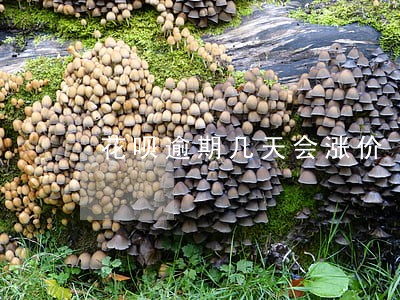 花呗逾期几天会涨价 花呗逾期几天会涨价