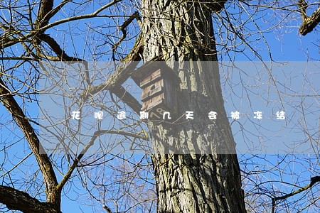 花呗逾期几天会被冻结 花呗逾期几天会被冻结