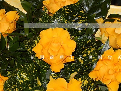 花呗逾期几天借呗会关闭 花呗逾期几天借呗会关闭